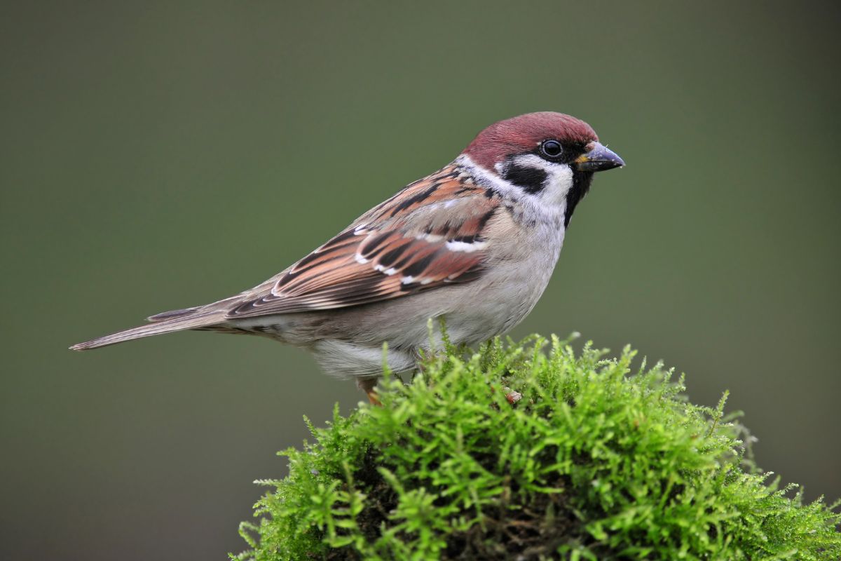 Photo of tree sparrow standing on a moss.