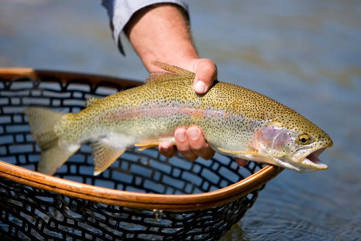 Man holding rainbow trout before releasing it.