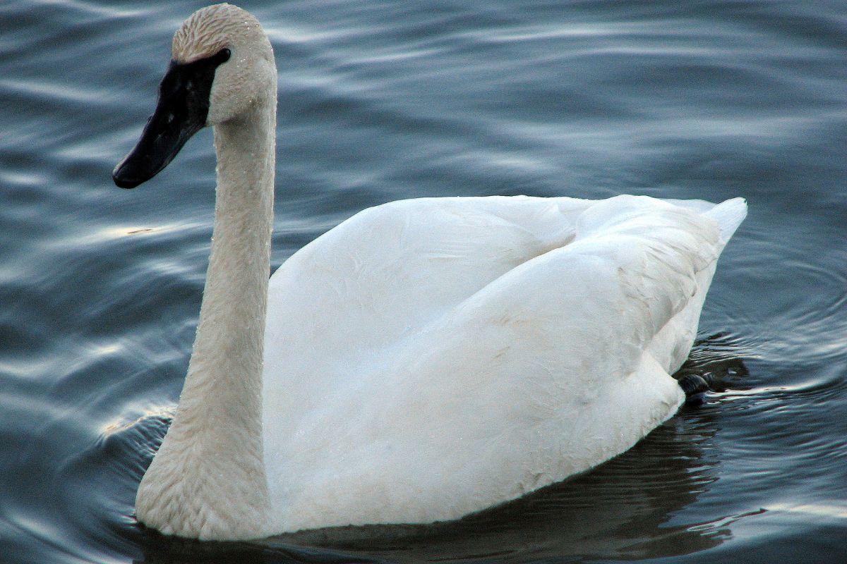 Trumpeter swan on magness lake.
