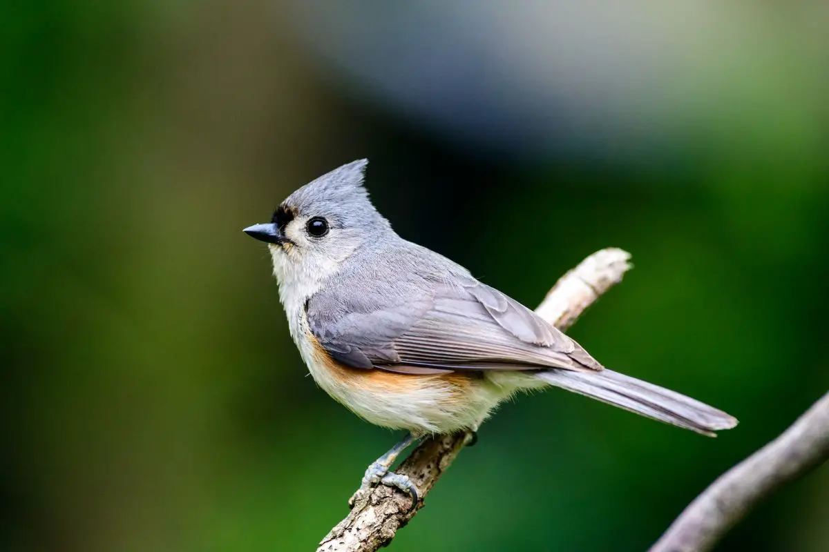 A tufted titmouse sitting on a limb.