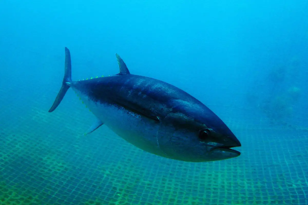 Bluefin tuna on a water.