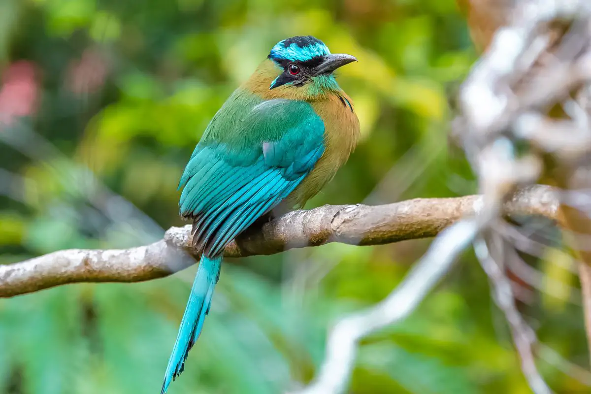 Turquoise-browed-motmot a tropical bird in central America.