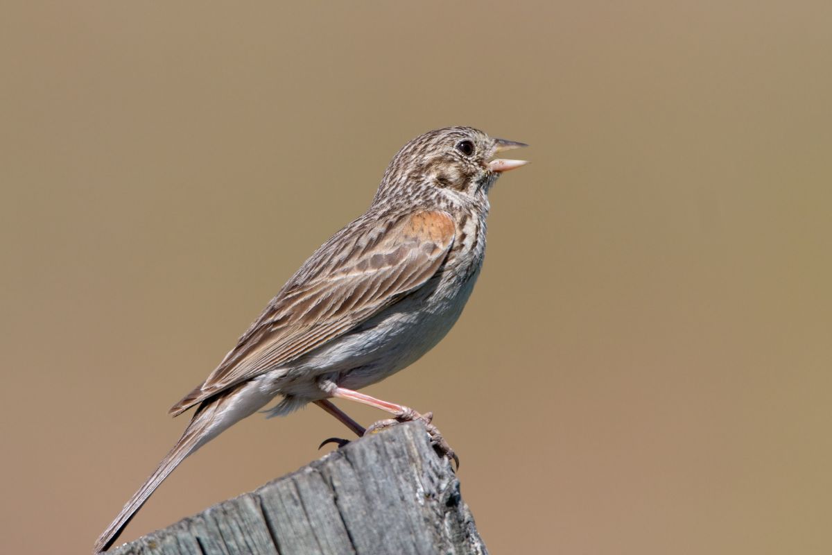 Vesper sparrow on a fence post.