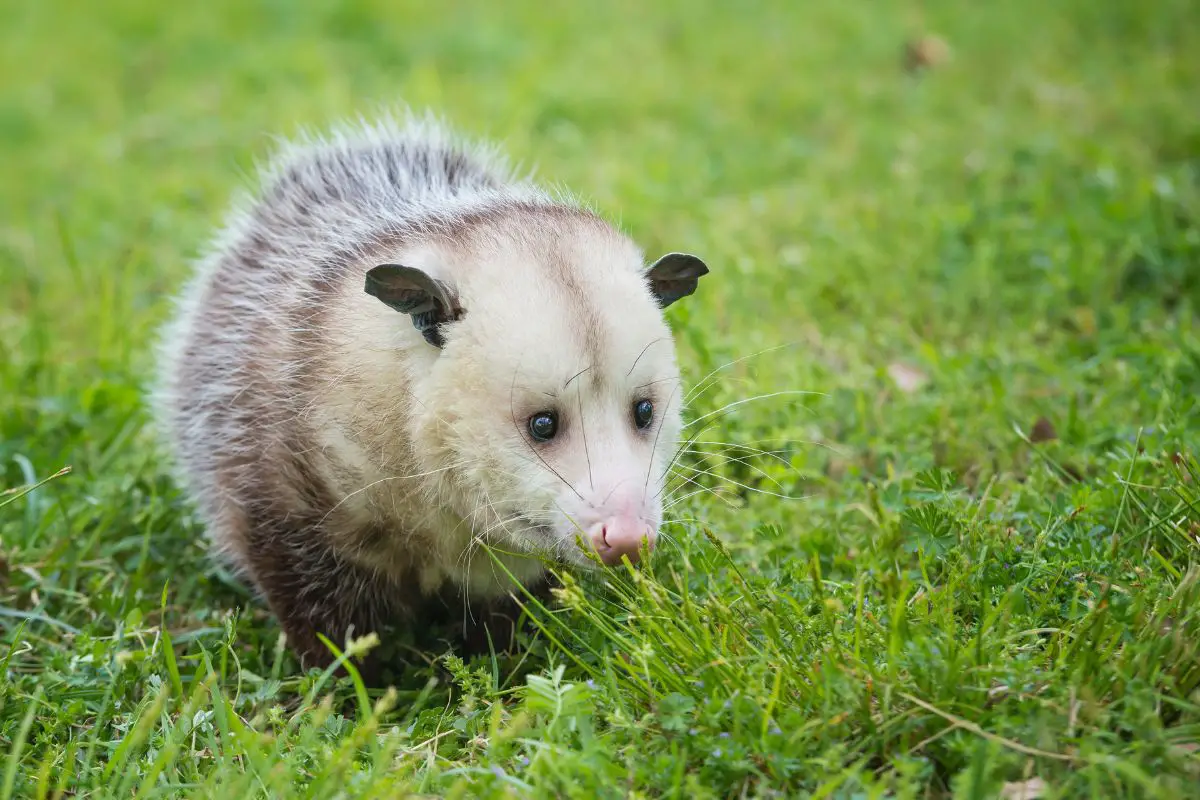 Virginia opossum foraging for food in grass.