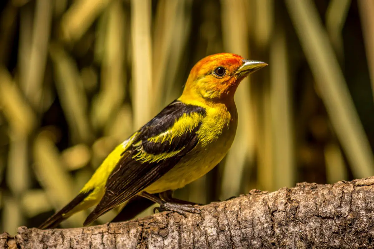 Western tanager perched on limb.