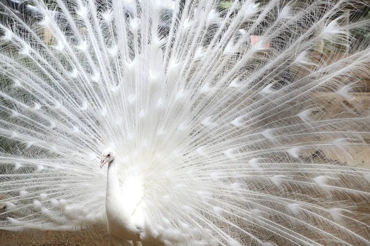 A stunning photo of a white peafowl.