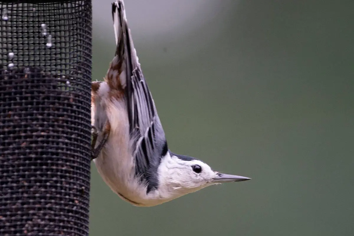 White-breasted nuthatch heads down the bird feeder.