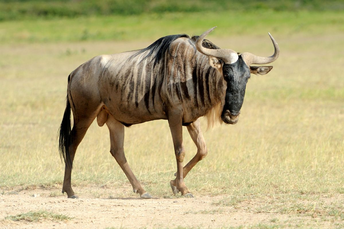 Wildebeest running on dusty plains.