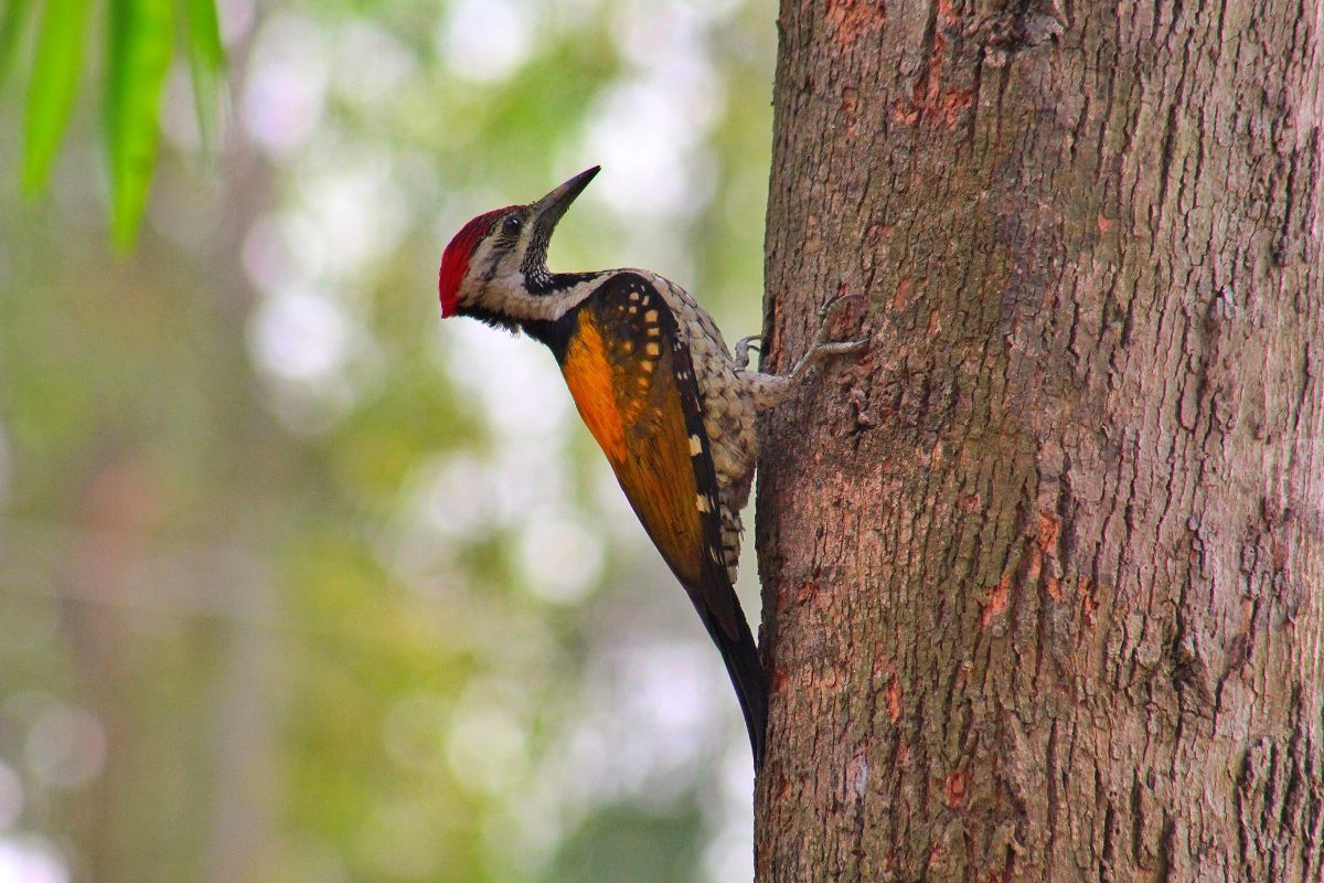 A beautiful woodpecker looking for home.