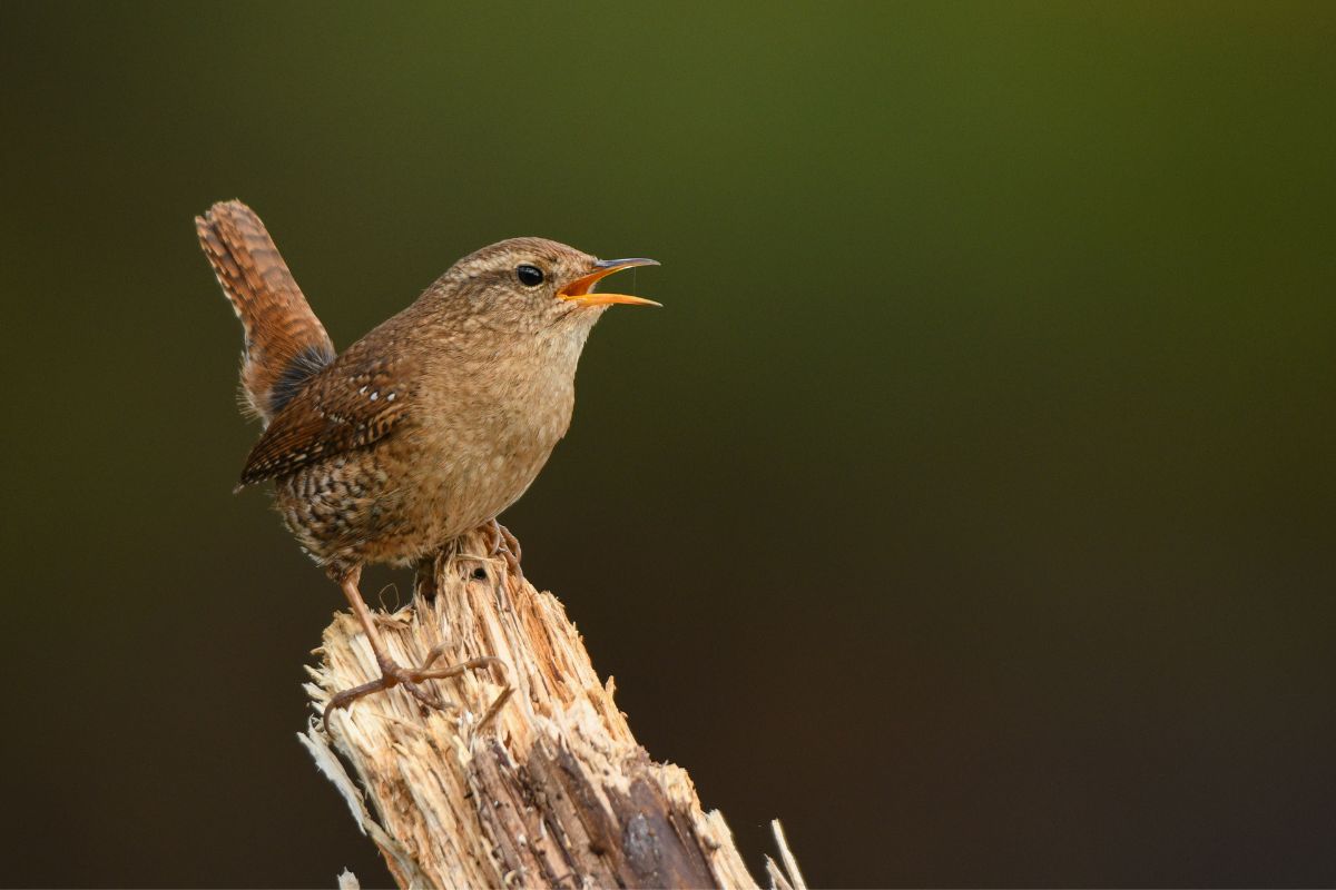 A beautiful wren on a colored background.