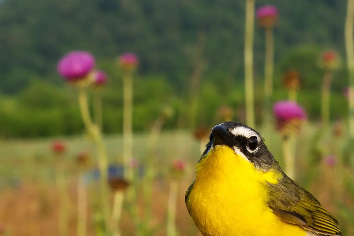 Close-up of yellow-breasted chat.