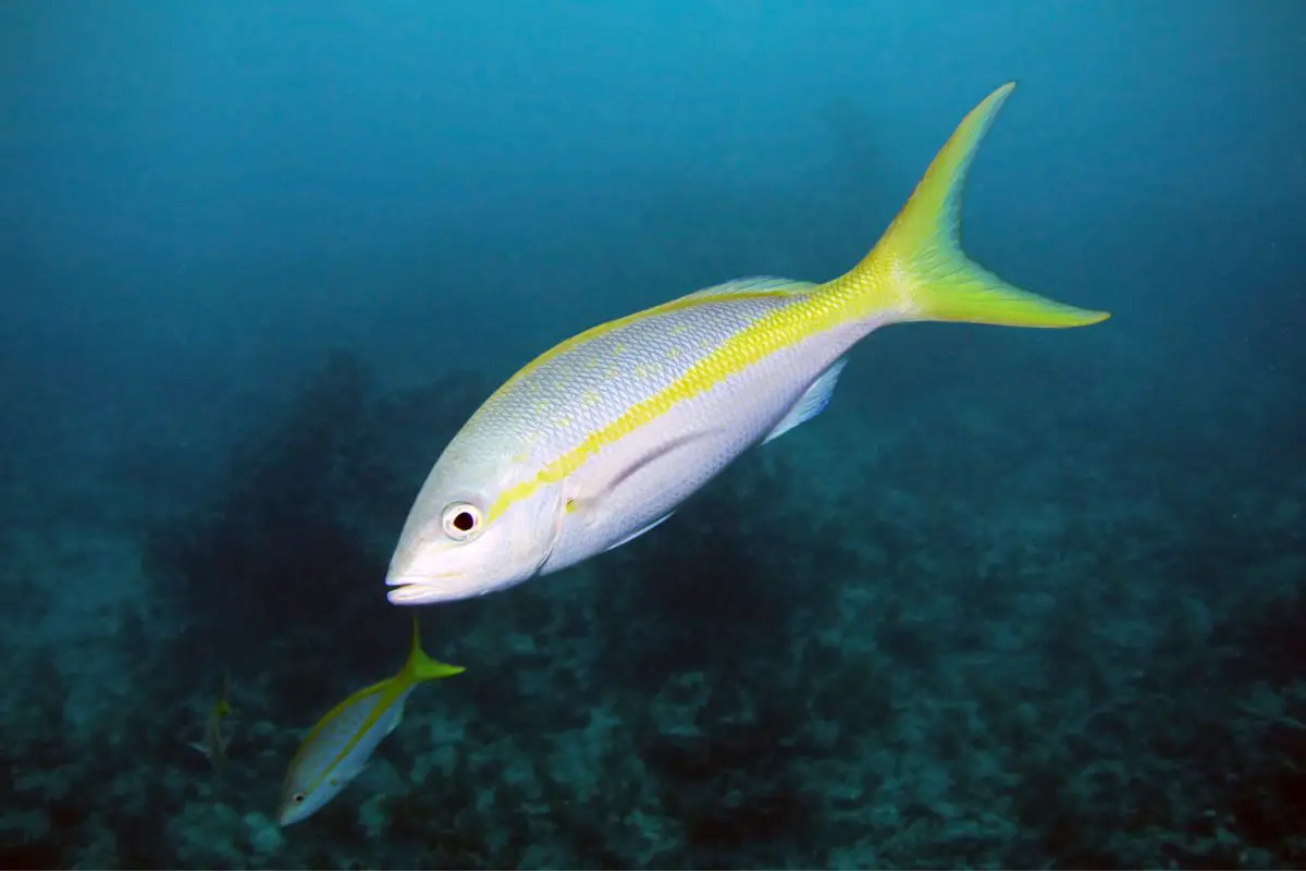 A yellowtail snapper swims through the water.