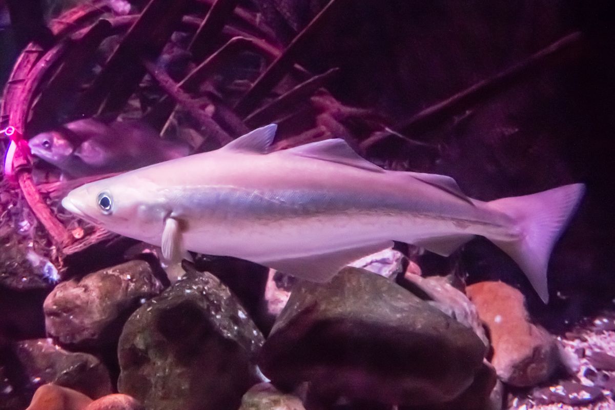A haddock on the aquarium.