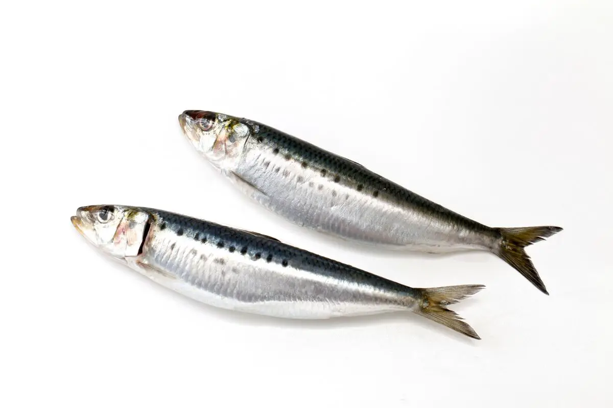 A pair of sardines on a white background.