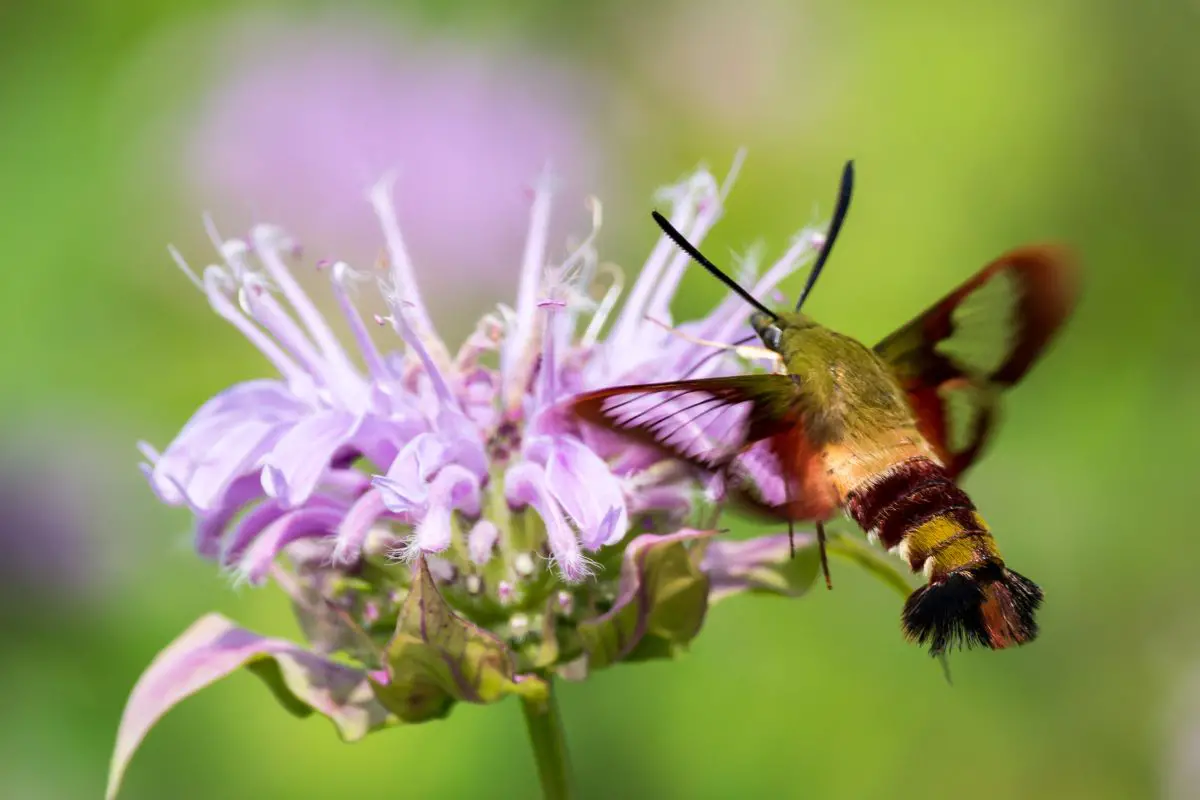 Snowberry Clearwing moths drinks nectar from a flower.