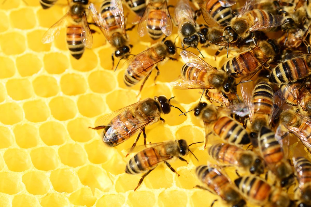 Swarm of honey bees.