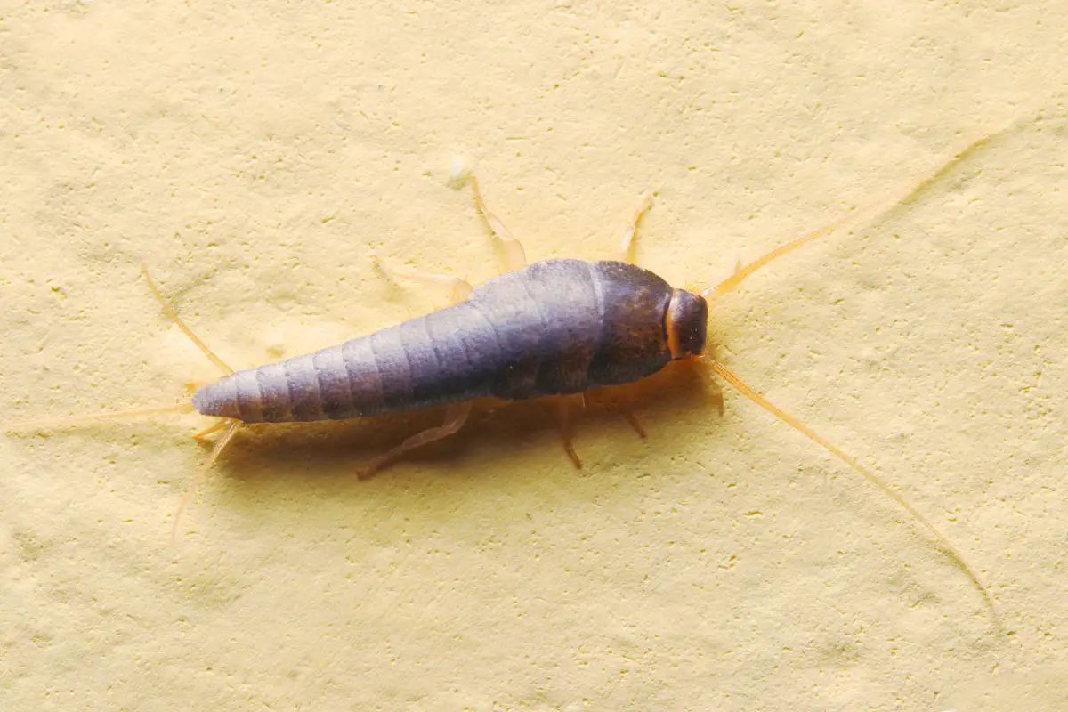 silverfish larvae