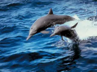 Two dolphins jumping on the sea.