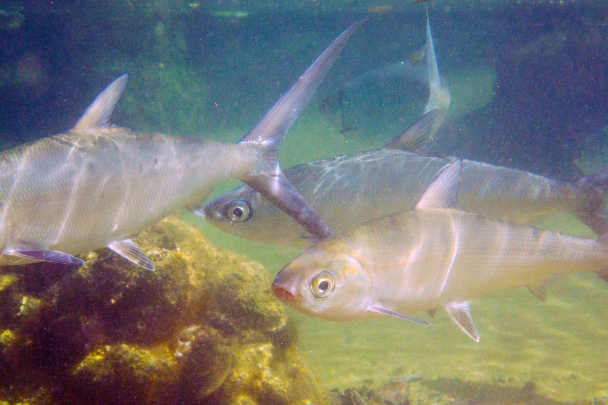 A group of underwater milk fish.