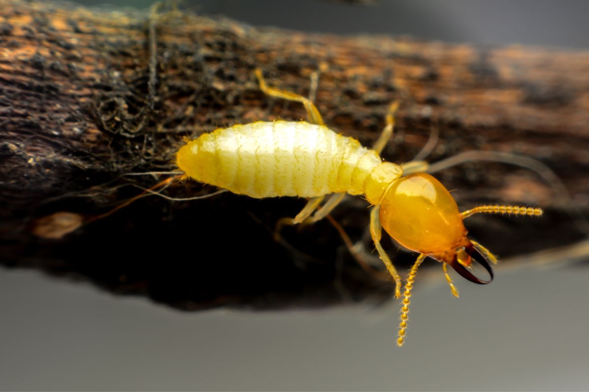 High definition photo of a termite on brushwood.