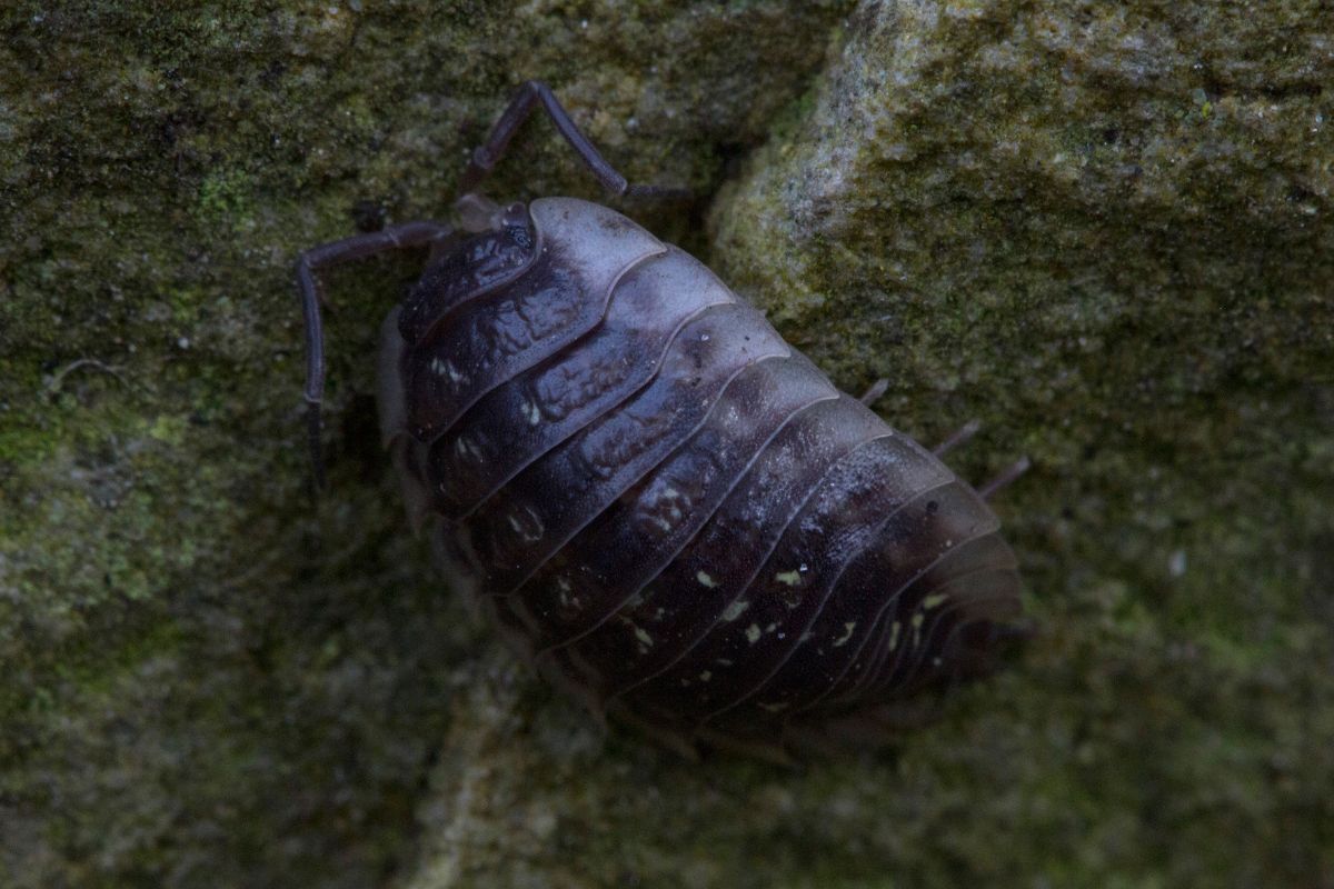 Macro shot of a Woodlice resting on a rock surface.