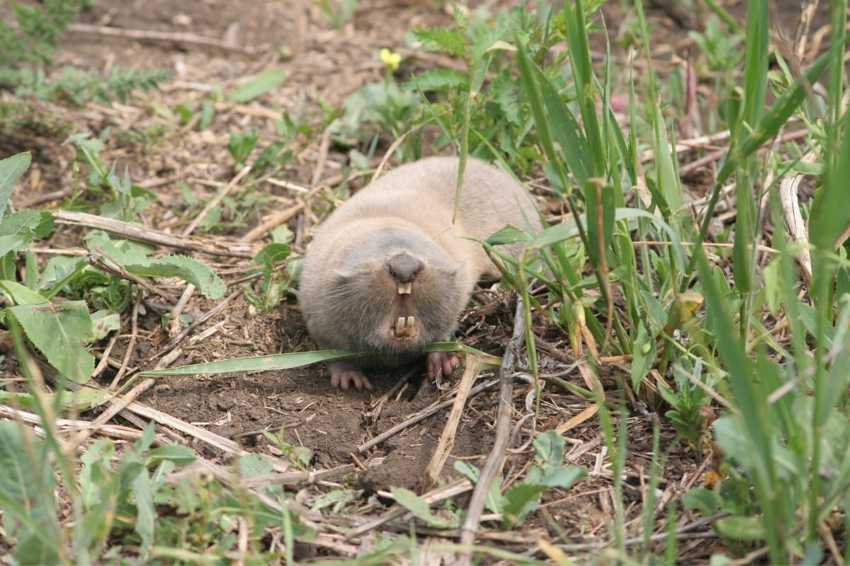A mole rat crawling on the ground on a summer day.