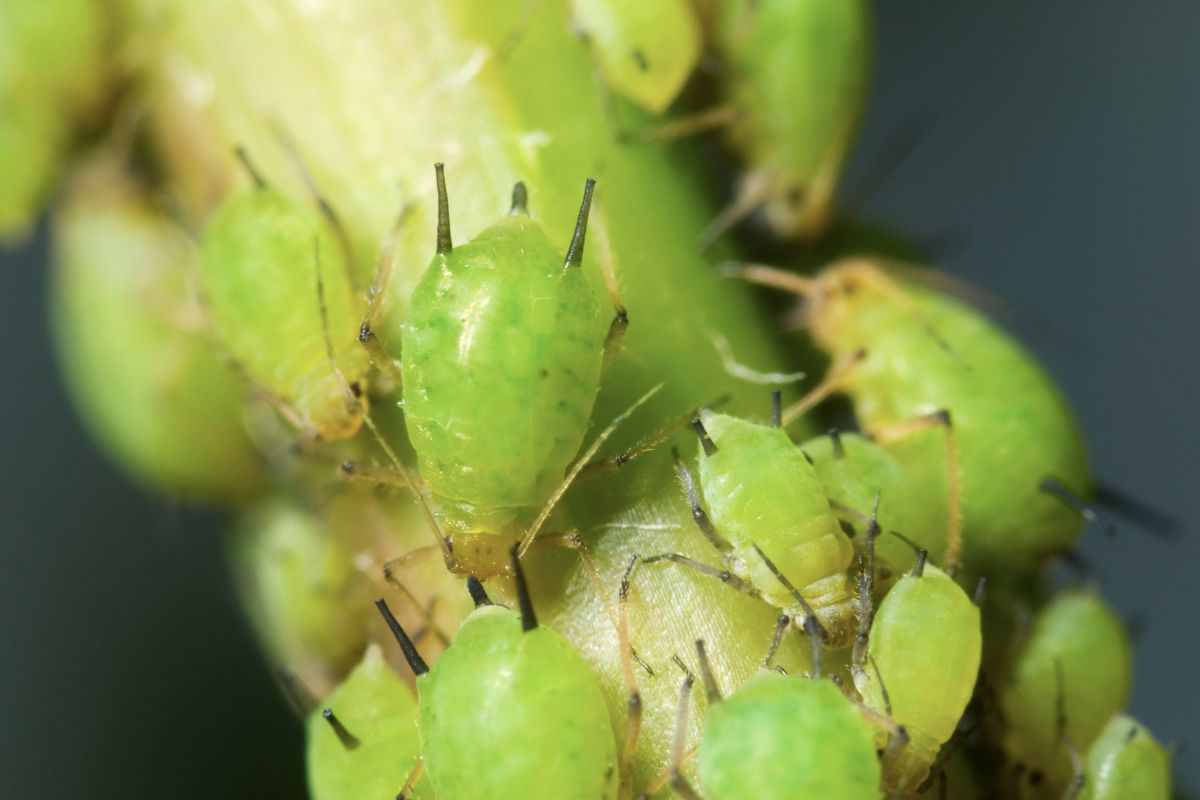 Macro view on group green aphids.
