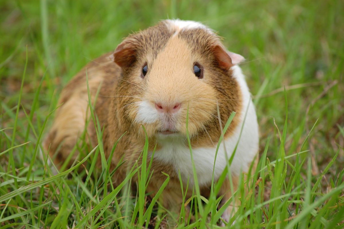 Guinea pig on the green grass.