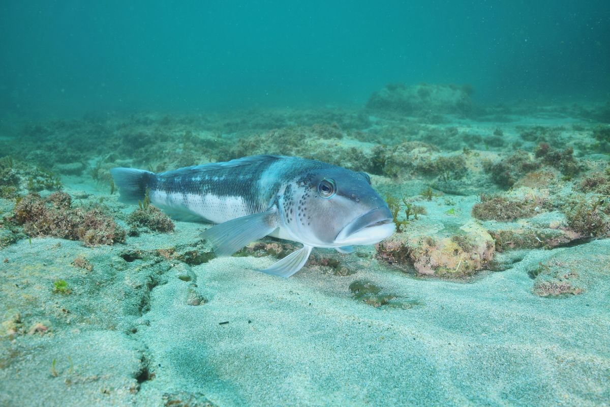 Raw photo of a blue cod on sand.