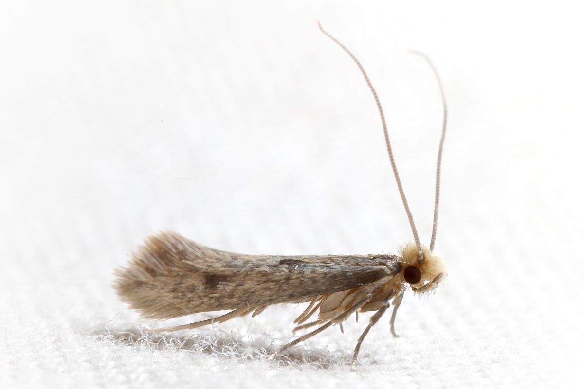 Profile view of clothes moth.