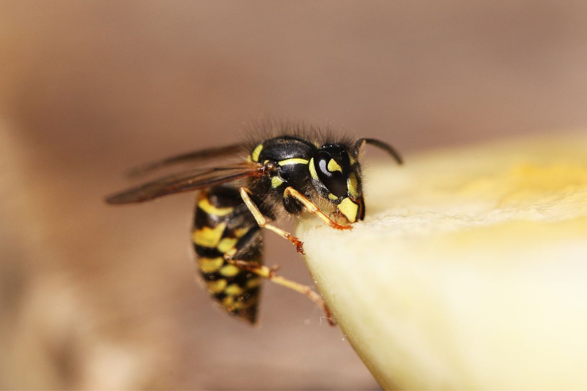 Close-up view of a wasp.