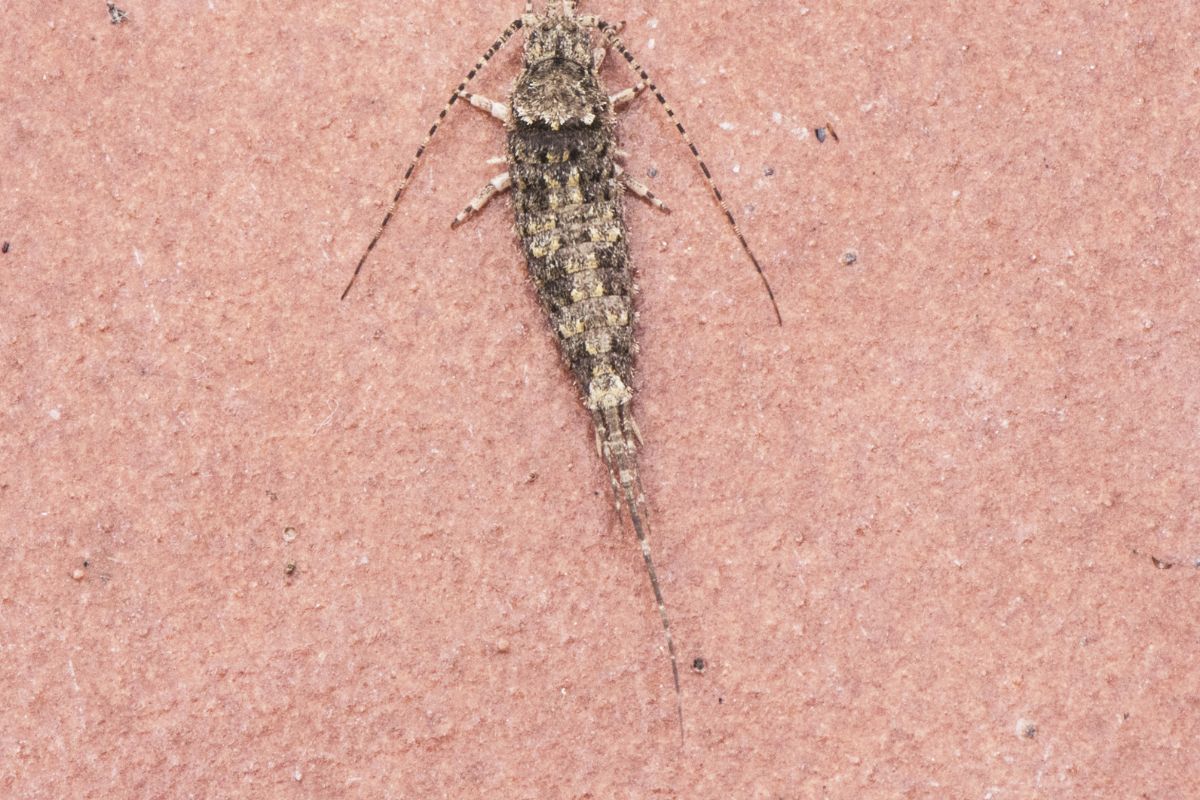 Jumping bristletails walking on the floor outdoors.
