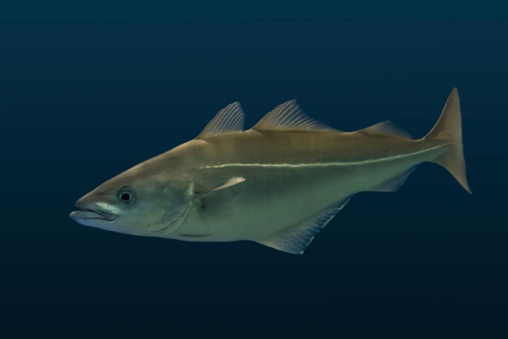 11 Fish Similar to Haddock NatureNibble