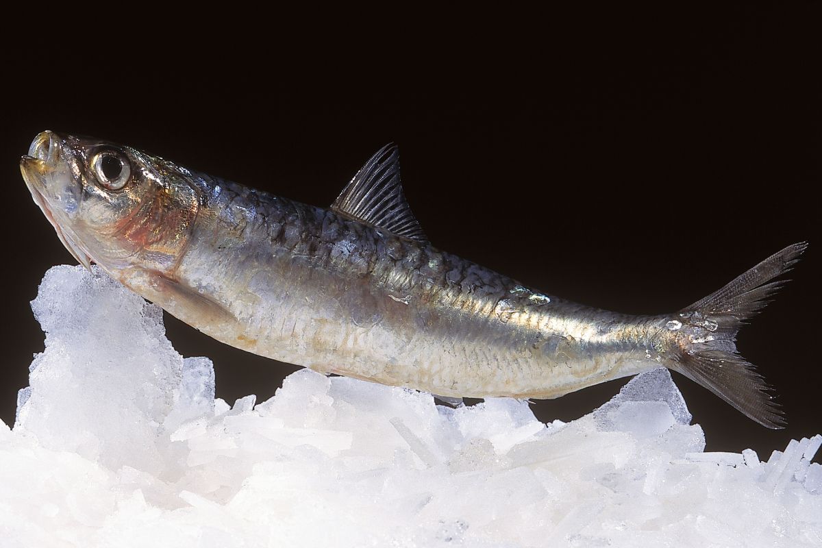 Raw image of European pilchard preserved on ice.