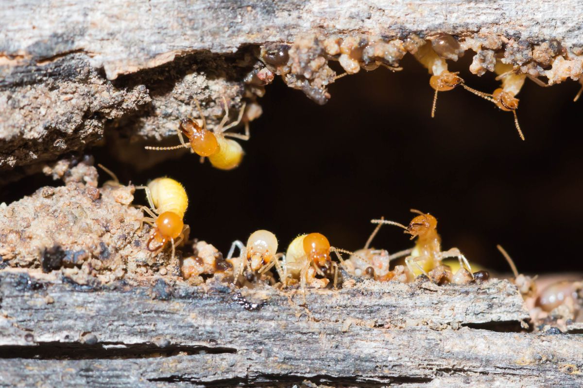 Termites are nesting in the timber.
