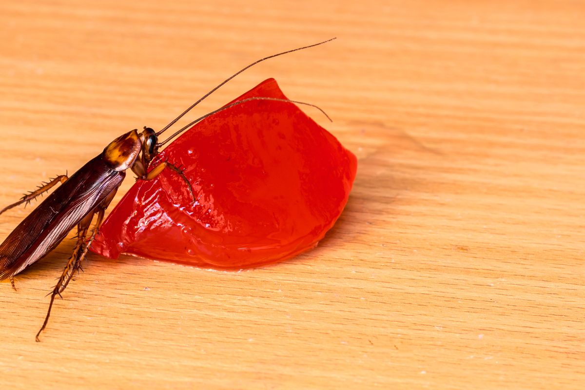 Cockroach eating jelly sweets.