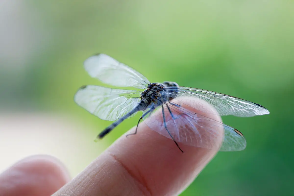 Macro shot of a dragonfly on hand.