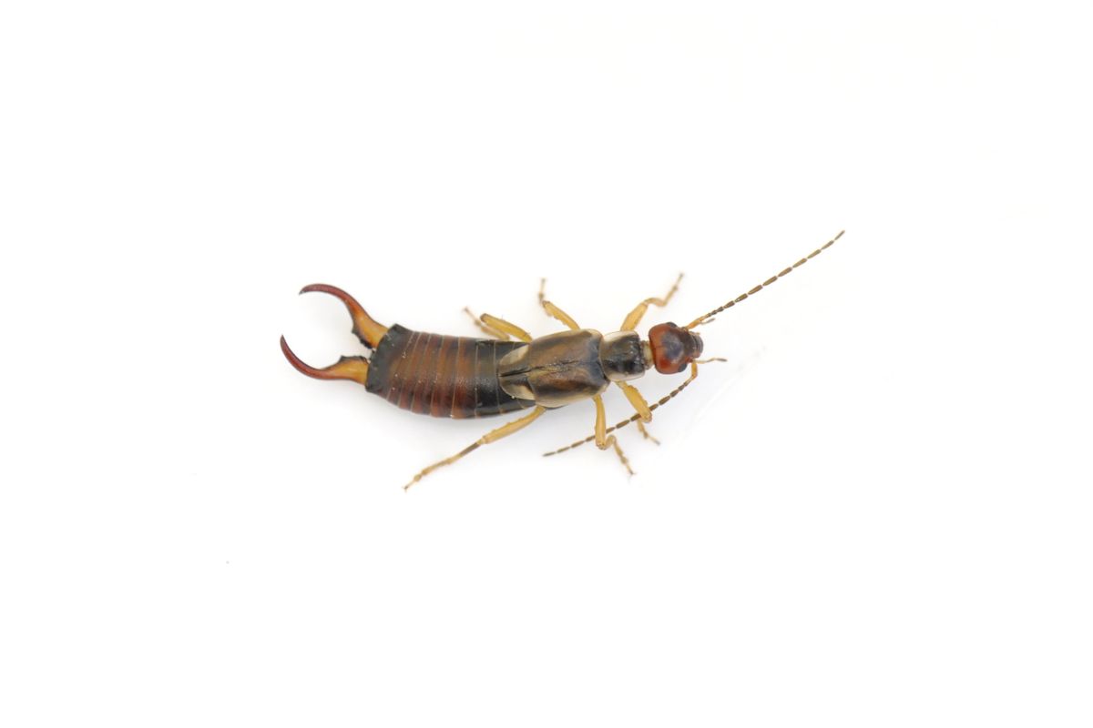 Brown Earwig on a white background.