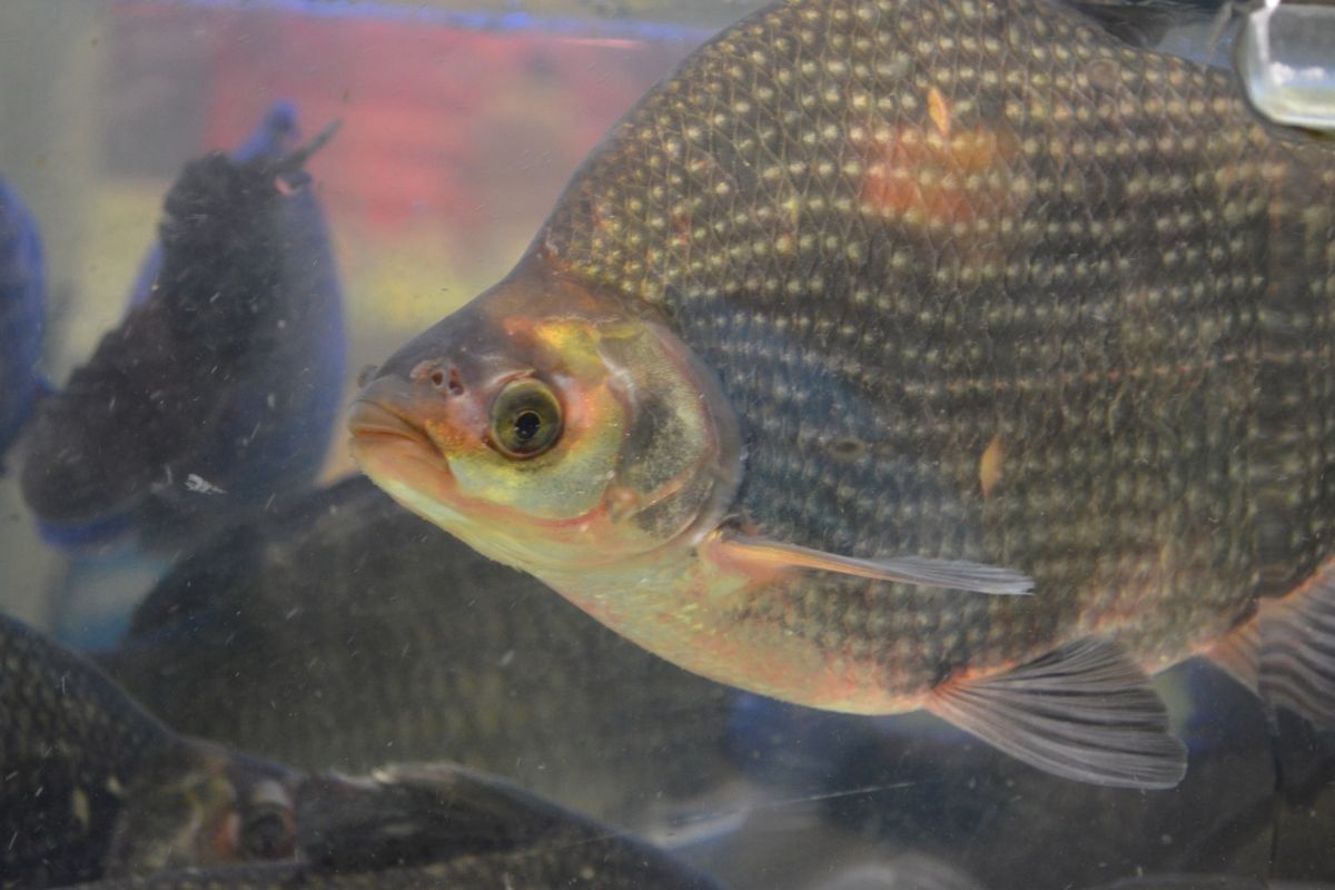 Raw image of tilapia on aquarium.