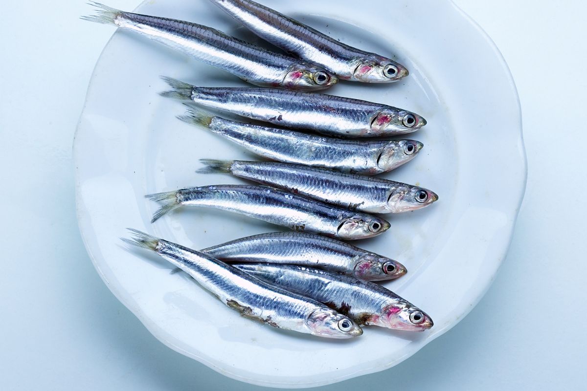 Anchovies in a white plate.