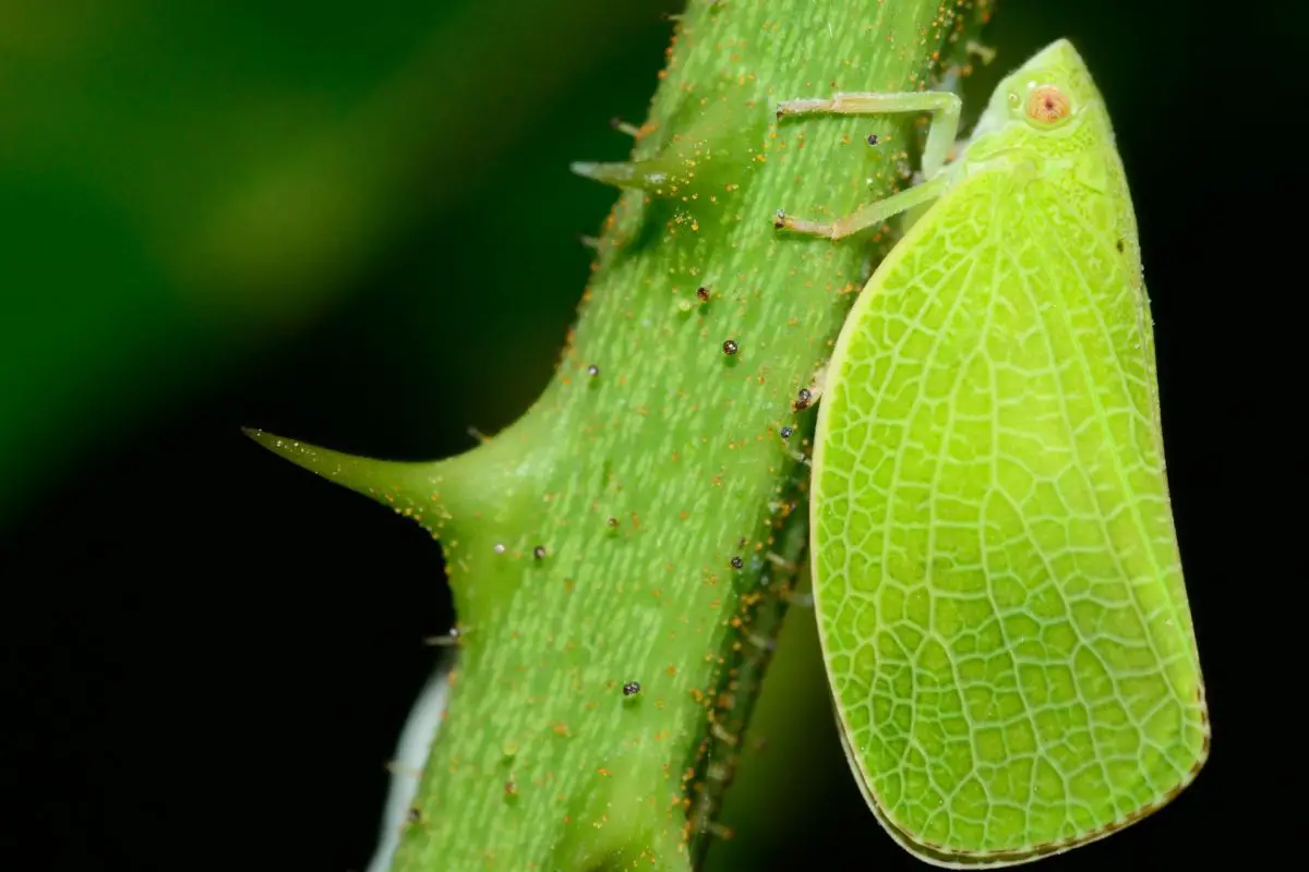 Macro shot of a Leafhopper.