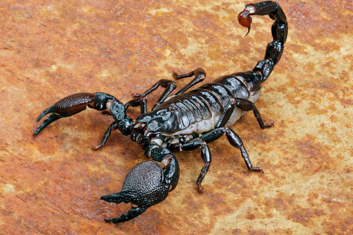 Scorpion on rusty background.