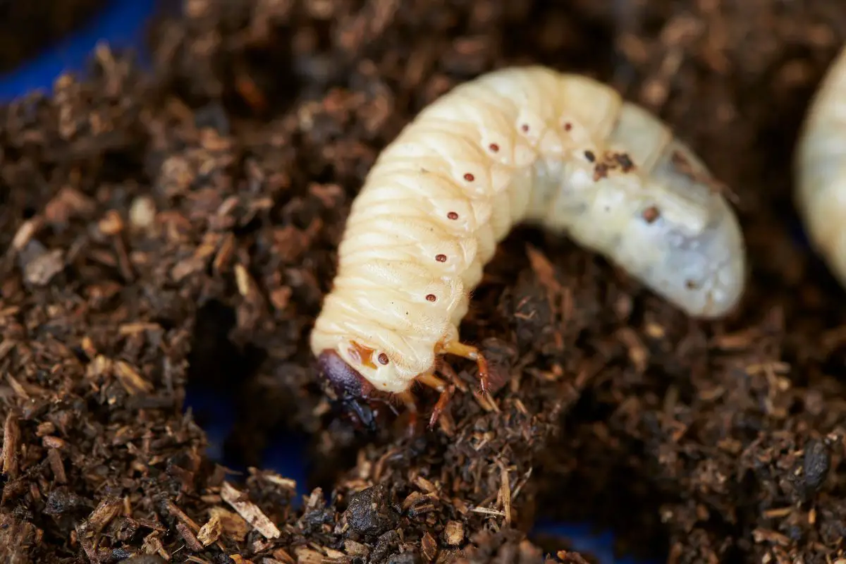 A close-up shot of beetle larvae.