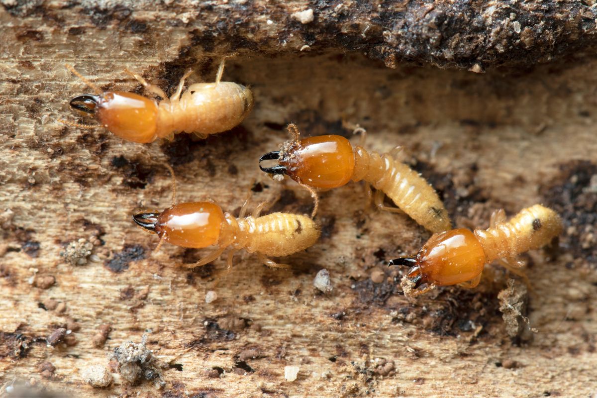 Close shot of termites in termite mound.