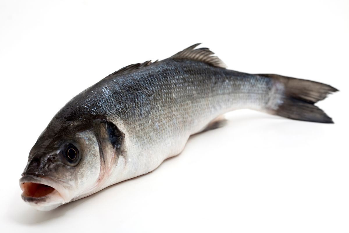 Close-up of a fresh sea bass isolated on white background.