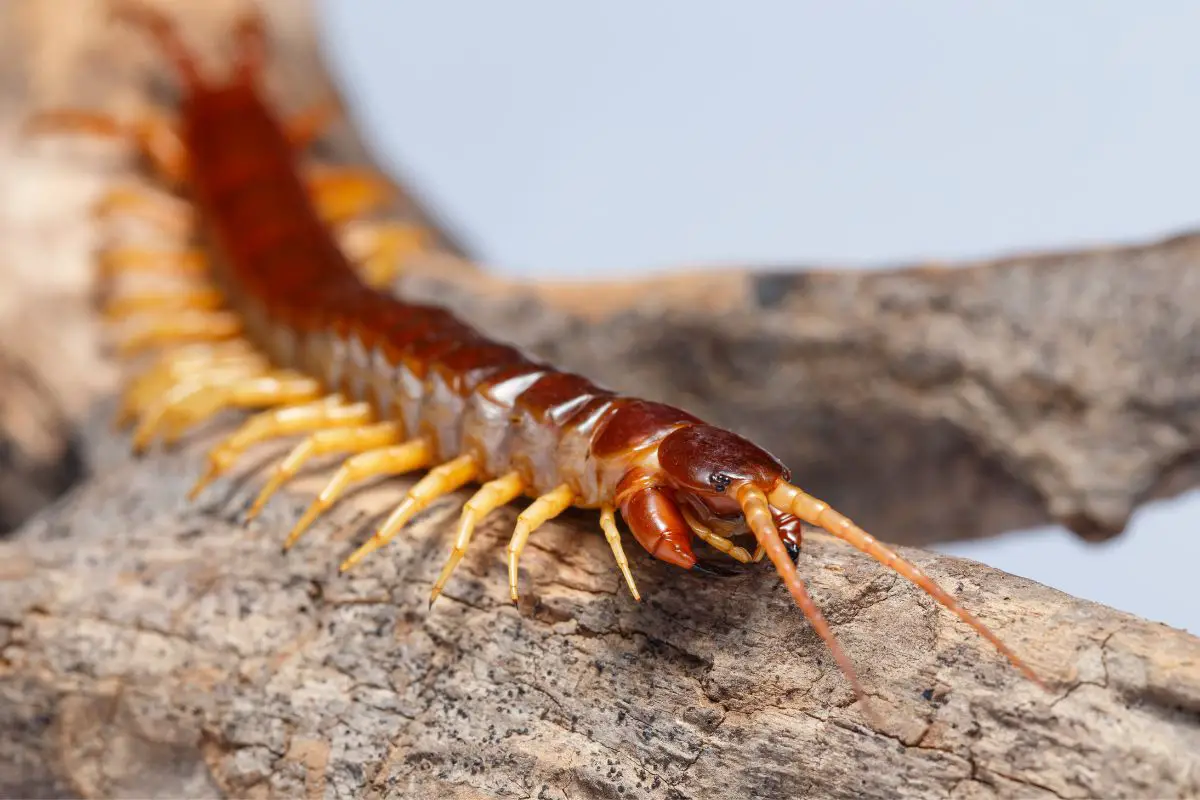 Centipede climbs on the branches.
