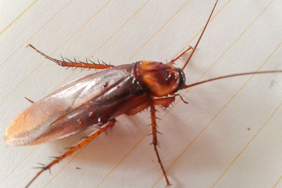 Close shot of cockroach on white paper.