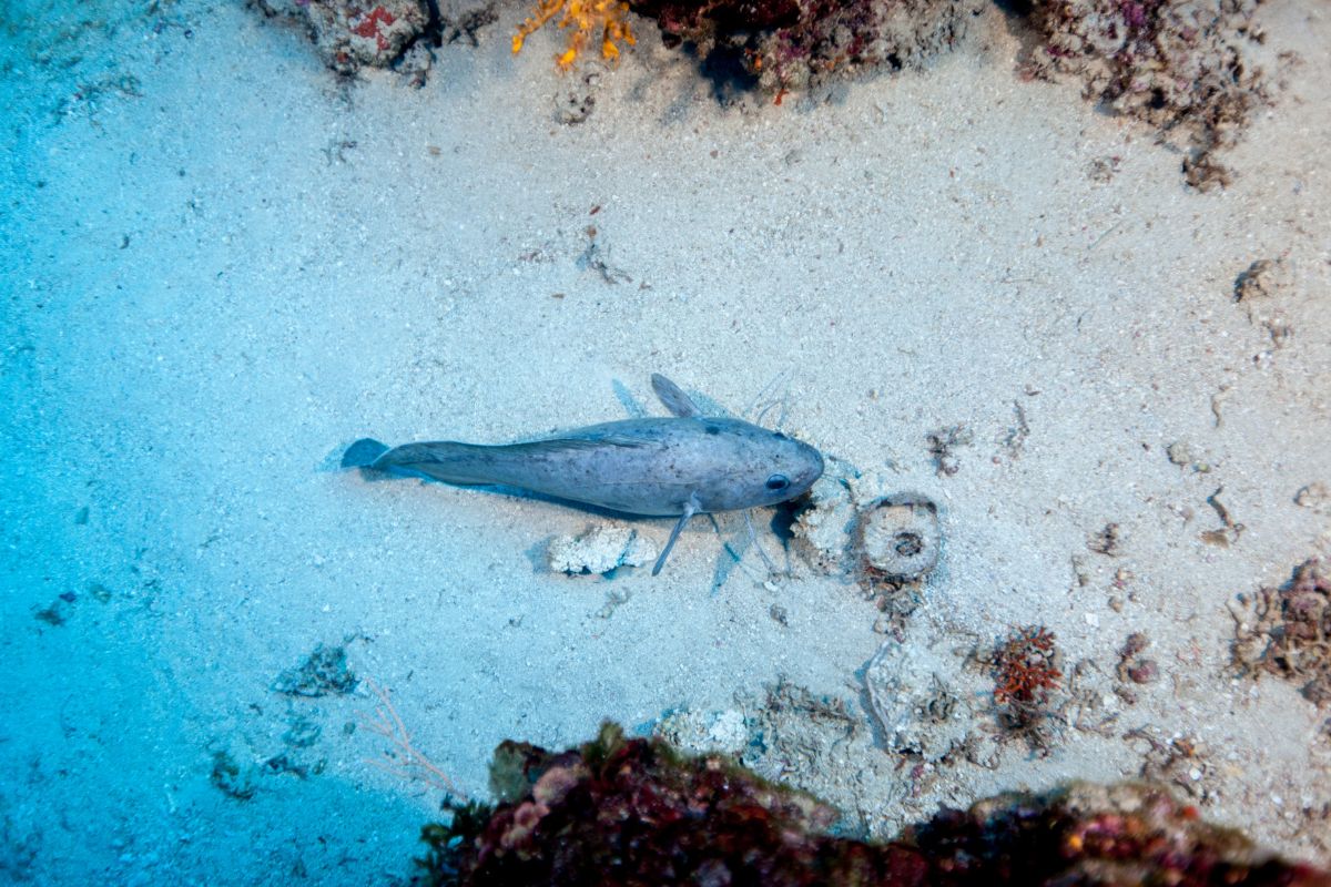 A cusk under the sea.