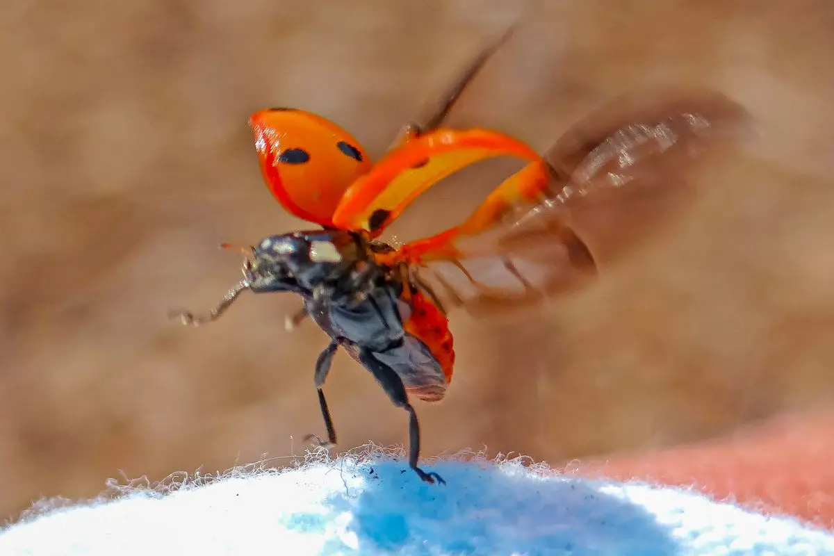 Lady beetles bug mid take off.