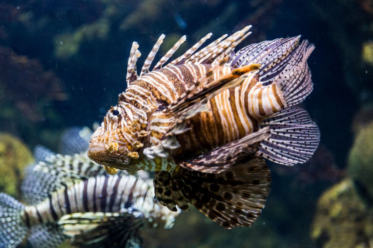 A beautiful and stunning photo of rockfish on the aquarium.